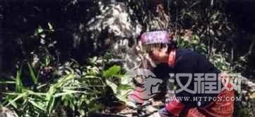 黎族医生是怎样用传统方法处理毒蛇咬伤的