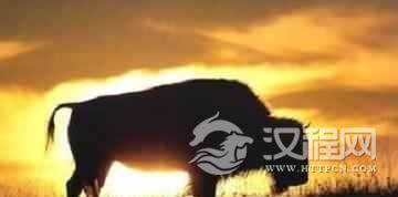 景颇族文化景颇族牛文化简介