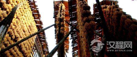 侗乡奇景禾晾有什么习俗？侗乡禾晾方式简介