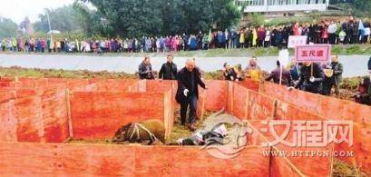 冬至四川屏山过刨猪汤节:吃彝家黑猪看黑猪闯迷宫