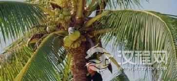 黎族与吃有关的食物是啥?又有何历史由来