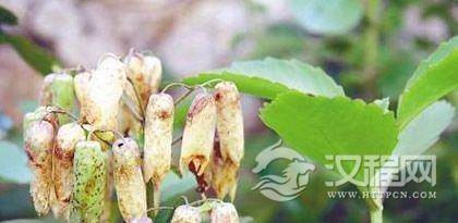 神奇的黎族医药文化