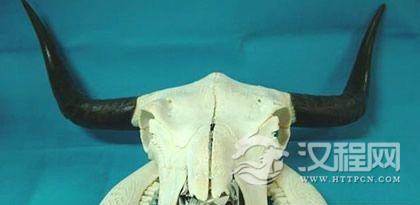 一起看看蒙古族骨头文化的风采