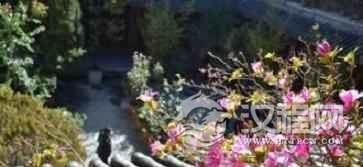 为什么说白族与花有着很深厚的情谊