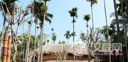 关于黎族植物文化你了解多少？