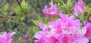 朝鲜族人为何喜欢金达莱？其中有何传说