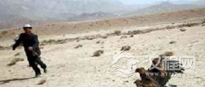 柯尔克孜族文化柯尔克孜族的驯鹰习俗简介