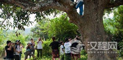 神奇的黎族医药文化