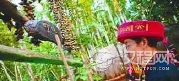 黎族的传统乐器都有啥？至今又有何发展