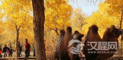 流传千年的蒙古族养驼文化