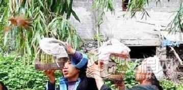 瑶族大年初二的“赶鸟节”究竟有啥历史来源