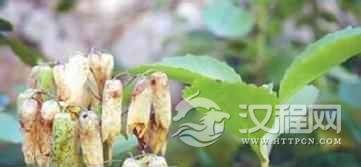 哈萨克族医生是怎样用特殊手法治病的