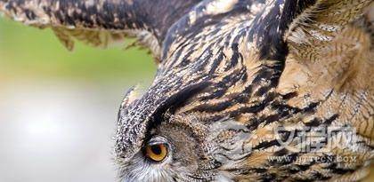 柯尔克孜族猎鹰有什么特色？柯尔克孜族猎鹰文化简介