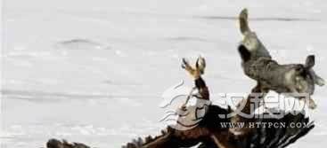 哈萨克族的“鹰猎”是怎样的一种狩猎形式