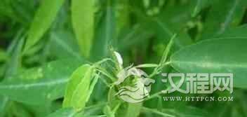 水族之乡水都的“三奇”分别指的是什么