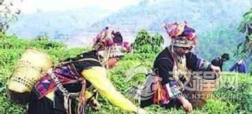 哈尼族的历史是怎样的？其发展又是怎样的