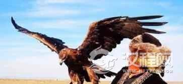 哈萨克族人是怎样驯鹰的哈萨克族驯鹰术