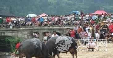 雷山苗族的吃新节为何又叫马郎节？有何历史