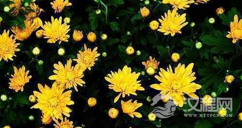 重阳节有哪些传统习俗