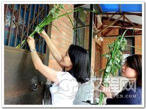 端午节悬艾和菖蒲