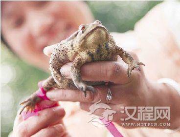 端午节捉蛤蟆、采茶