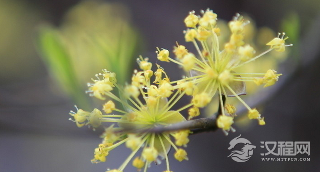 重阳节为什么要佩插茱萸呢？