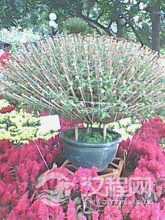 《搞笑相声网络时代》