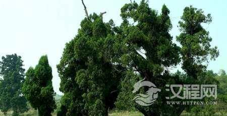 天子陵墓前为何不种柏树？西汉以树代表尊卑等级