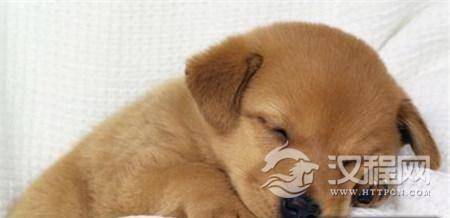 这个皇帝喜欢养宠物也就罢了上战场竟然还带着