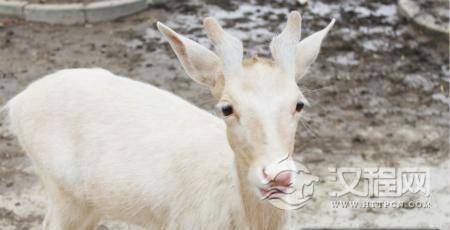 汉代的奇葩钱币：汉武帝刘彻曾经拿白鹿皮造钱