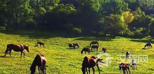 清皇室痴迷于奶制品 康熙帝与皇后共用乳牛100头