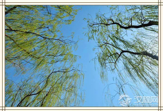 诗句碧玉妆成一树高的作者是谁