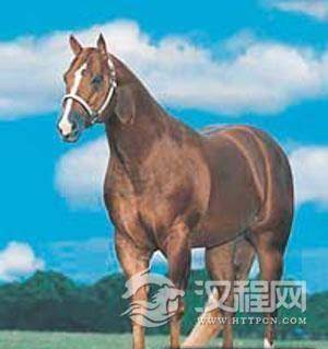 汗血马曾是匈奴骑兵坐骑 汉武帝为其攻打大宛