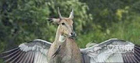 揭秘姜子牙坐骑神兽四不像是什么动物？