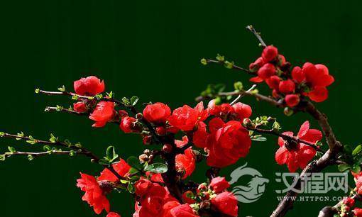 梅花花神是谁？梅花花神有哪些版本？