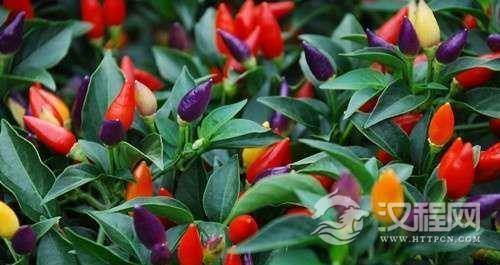 辣椒是什么时候传入中国的？最初仅是观赏植物