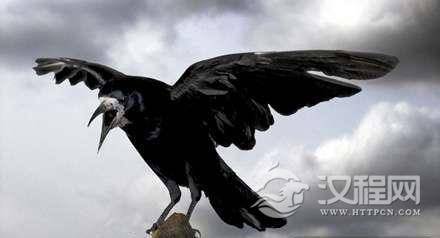 揭秘：清朝历史上的吉祥鸟为何是乌鸦不是凤凰？