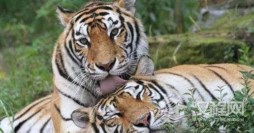 国民革命军为什么喜欢唱《两只老虎》？