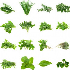 说说古代名人吃野菜