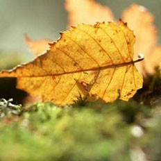 白露养生：饮食进补注意养肺