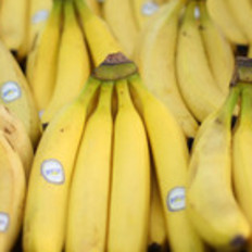 你总吃的那种香蕉可能会吃不到了