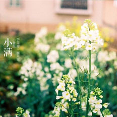 小满节气食苦菜