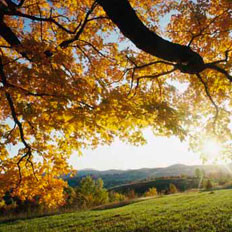 什么是“秋老虎”？