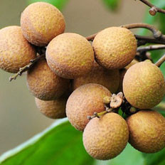 龙眼、白露和唐玄宗的故事