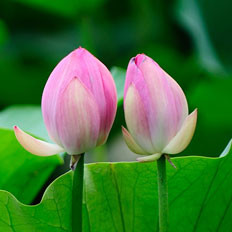 夏至的民间食俗