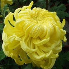 闲言碎语话秋菊