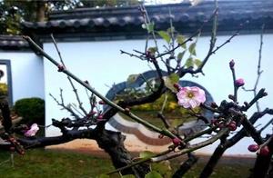 南诏、大理国扩庙建观