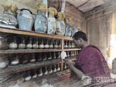 藏医药（藏医骨伤疗法）