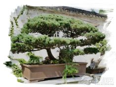 盆景技艺（苏派盆景技艺、川派盆景技艺）