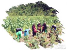 薅草锣鼓（武宁打鼓歌、宜昌薅草锣鼓、五峰土家族薅草锣鼓、兴山薅草锣鼓、宣恩薅草锣鼓、长阳山歌、川东土家族薅草锣鼓）